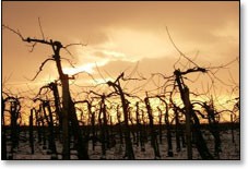 vigne et vin