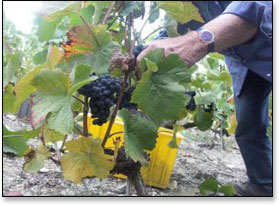 vigne et vin